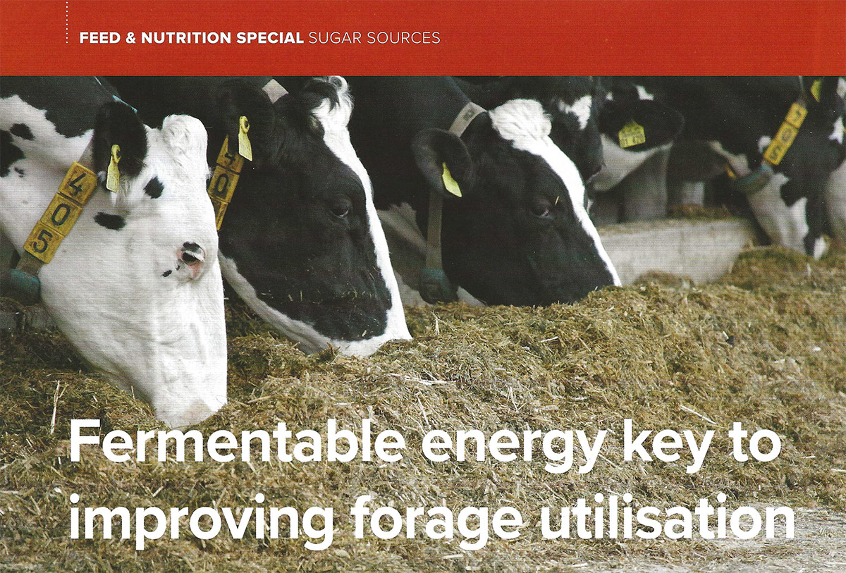 article cover - fermentable energy key to improving forage utilisation
